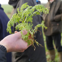 31: Looking beyond headline yields, learning from organic, cover crops and sulphur rates guidance.