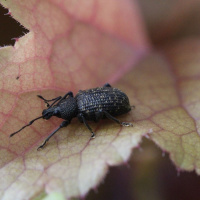 280: Getting to grips with vine weevil