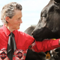 406: Whispering livestock with Dr Temple Grandin