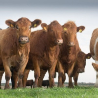 340: AHDB Beef  Lamb: Selecting and breeding replacement heifers for the next generation