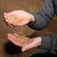 278: How to reduce energy consumption when drying your grain