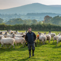 344: AHDB Beef  Lamb: Using EID and collecting data