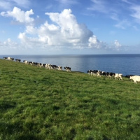 326: Pulling back the curtain on dairy markets