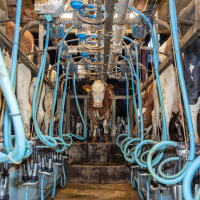 298: What might affect future GB milk production?