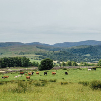 291: Agri Market Outlook for Livestock | 30.07.21