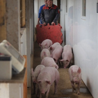 198: Pork: Why is good handling so important for everyone in the chain?