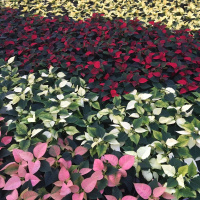 222: New non-red poinsettia varieties: AHDBs trials and research