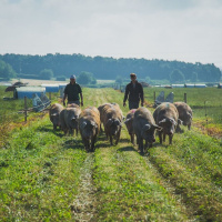 271: Pork: The four pillars of pork production