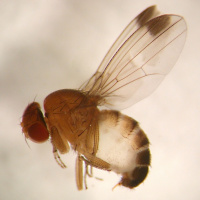 275: Spotted wing drosophila: Research and development up-date