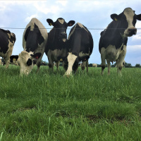 275: Grazing a high yielding dairy herd