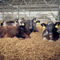 366: AHDB Dairy: Successful dairy calf weaning