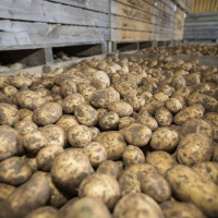 264: Voting Report on AHDB Potato ballot now with Ministers
