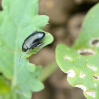 283: Biopesticide research for cabbage stem flea beetle control