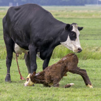 381: AHDB Beef  Lamb: How cow temperament impacts calf performance