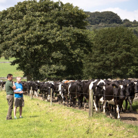 347: AHDB Dairy: Reducing lameness with anti-inflammatories