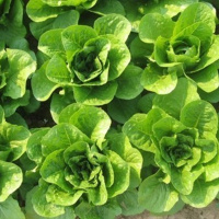 131: How to keep your produce clean - a guide to microbials