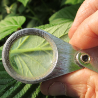 206: From spotted wing drosophila to mildew: AHDBs fruit crop protection research