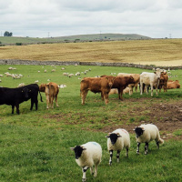 362: AHDB Beef  Lamb: How beef and lamb farmers have dealt with the dry summer of 2022