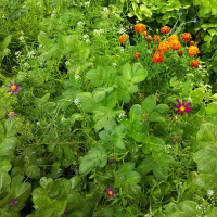 248: Regenerative agriculture in the UK: whats the score?