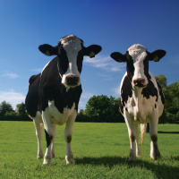 112: Building a stronger dairy industry