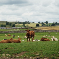 101: Learn more about the Livestock Information Programme