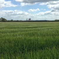 273: What do plants really need?