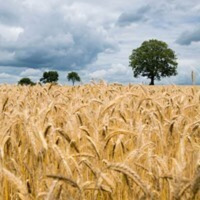 350: AHDB Cereals  Oilseeds: Planting and Variety Survey