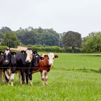 375: AHDB Beef  Lamb: Understanding regenerative farming