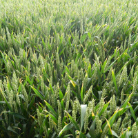 261: Spring Grain Market Outlook - where do we go from here?