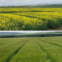 388: Agri Market Outlook - Arable