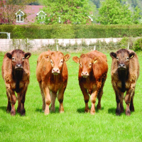 346: Maternal Matters: How early nutrition impacts replacement heifers