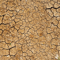 6: Drought and dairy