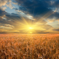 109: Monitor Farm takeover