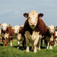 403: AHDB Beef  Lamb: Japanese importers and a trip to Nebraska