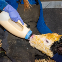 389: AHDB Dairy: Giving calves the best start with colostrum