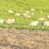 26: Livestock in arable rotations