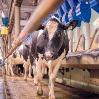 392: AHDB Dairy: Achieving a successful second calving