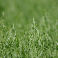 35: Making spring cropping work for you