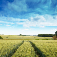 33: Fungicide futures: resistance, alternatives and a managed lower-input try-out