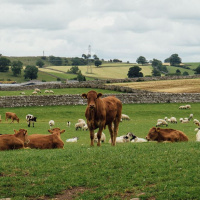 110: Building farmer-to-farmer networks