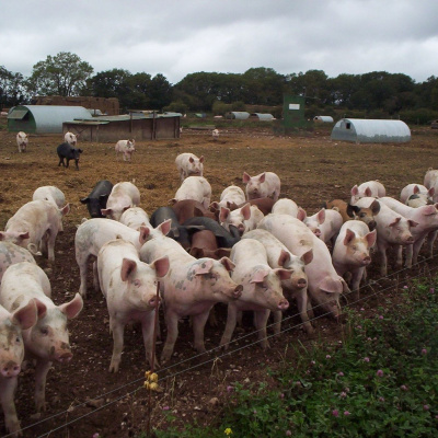 Ahdb Cereals  Oilseeds
