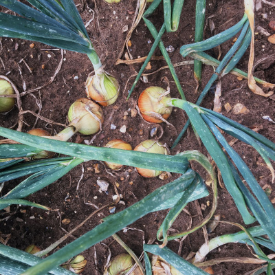 Ahdb Cereals  Oilseeds