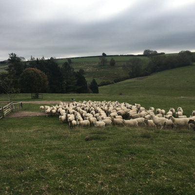 Ahdb Cereals  Oilseeds