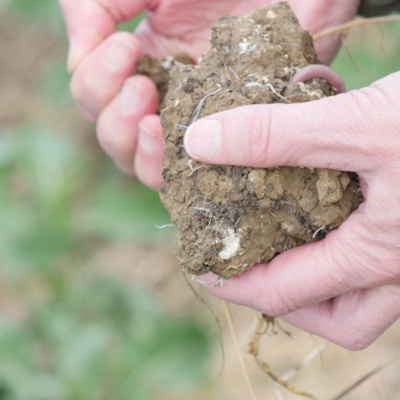 Ahdb Cereals  Oilseeds