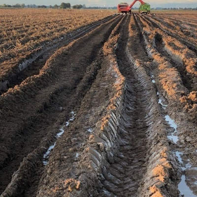 Ahdb Cereals  Oilseeds