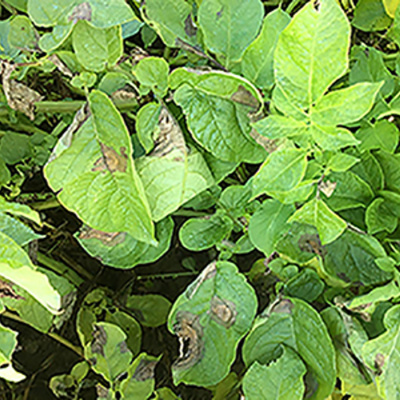 Ahdb Cereals  Oilseeds