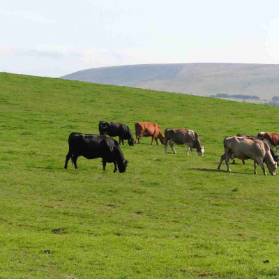 Ahdb Cereals  Oilseeds