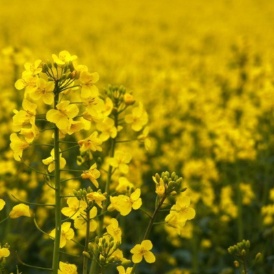 Ahdb Cereals  Oilseeds