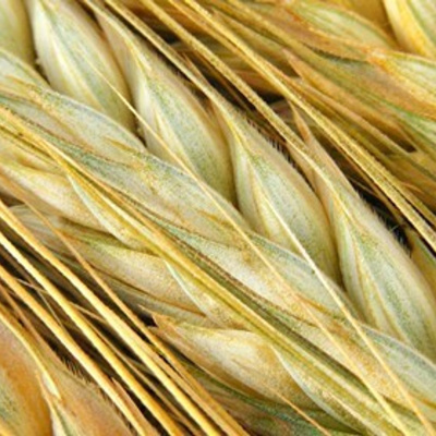 Ahdb Cereals  Oilseeds