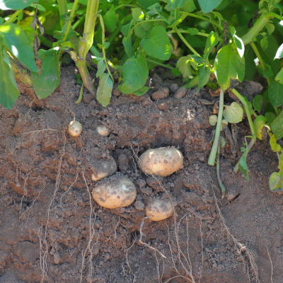 Ahdb Cereals  Oilseeds